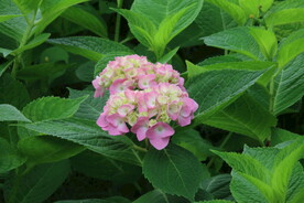 绣球花 
