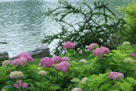 绣球花  
