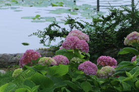 绣球花  