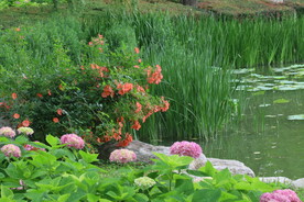 绣球花 