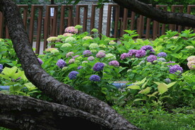 绣球花 