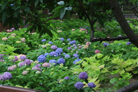 绣球花 