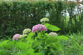 绣球花  