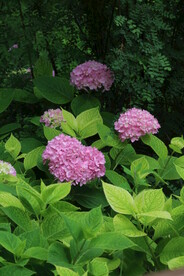 绣球花  