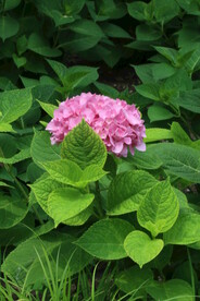 绣球花  