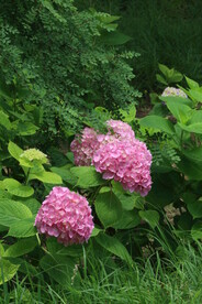 绣球花 