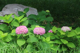 绣球花  