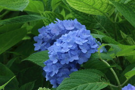 绣球花  
