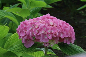 绣球花  