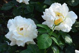 月季花 