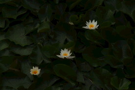 睡莲