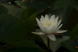 睡莲