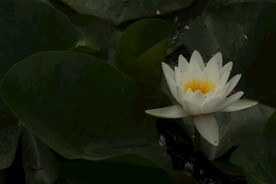 睡莲