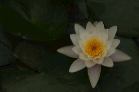 睡莲