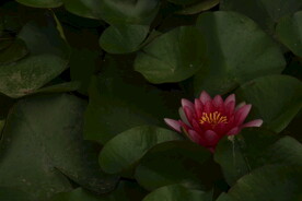 睡莲