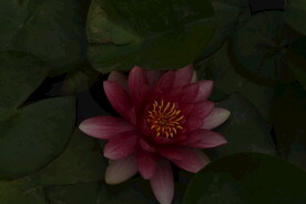 睡莲