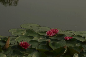 睡莲
