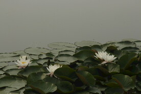 睡莲