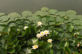 睡莲