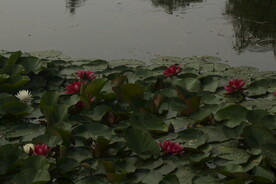 睡莲