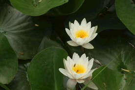 睡莲