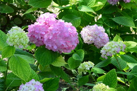 绣球花 