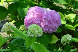 绣球花  