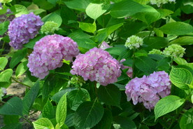 绣球花 