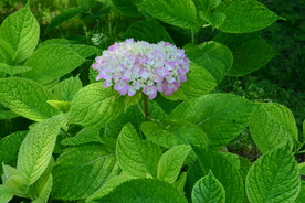 绣球花 