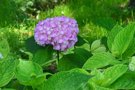 绣球花  