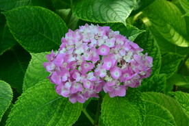 绣球花  
