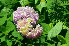 绣球花  