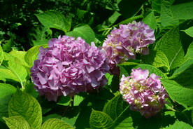 绣球花  
