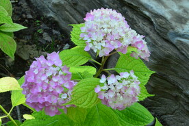 绣球花 