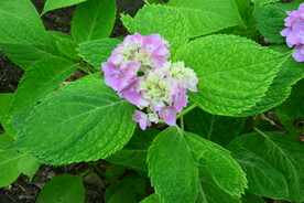 绣球花 