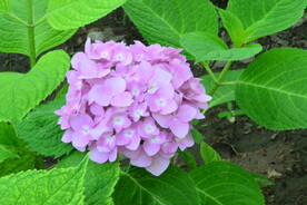 绣球花 