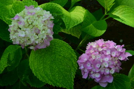 绣球花  