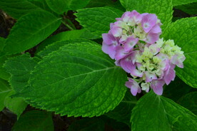 绣球花  