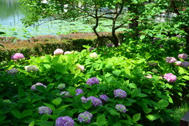 绣球花  