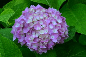 绣球花  