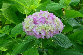 绣球花  