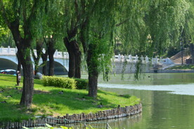 垂柳风景  