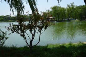 公园风景 