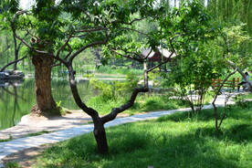 公园风景  