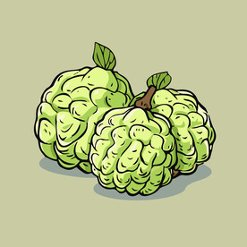 释迦果水果手绘矢量插画