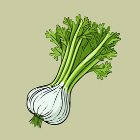 茴香蔬菜手绘矢量插画