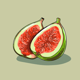 无花果水果手绘矢量插画