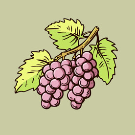 葡萄水果手绘矢量插画