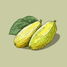 苦瓜蔬菜手绘矢量插画