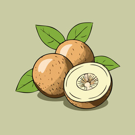 山竹水果手绘矢量插画